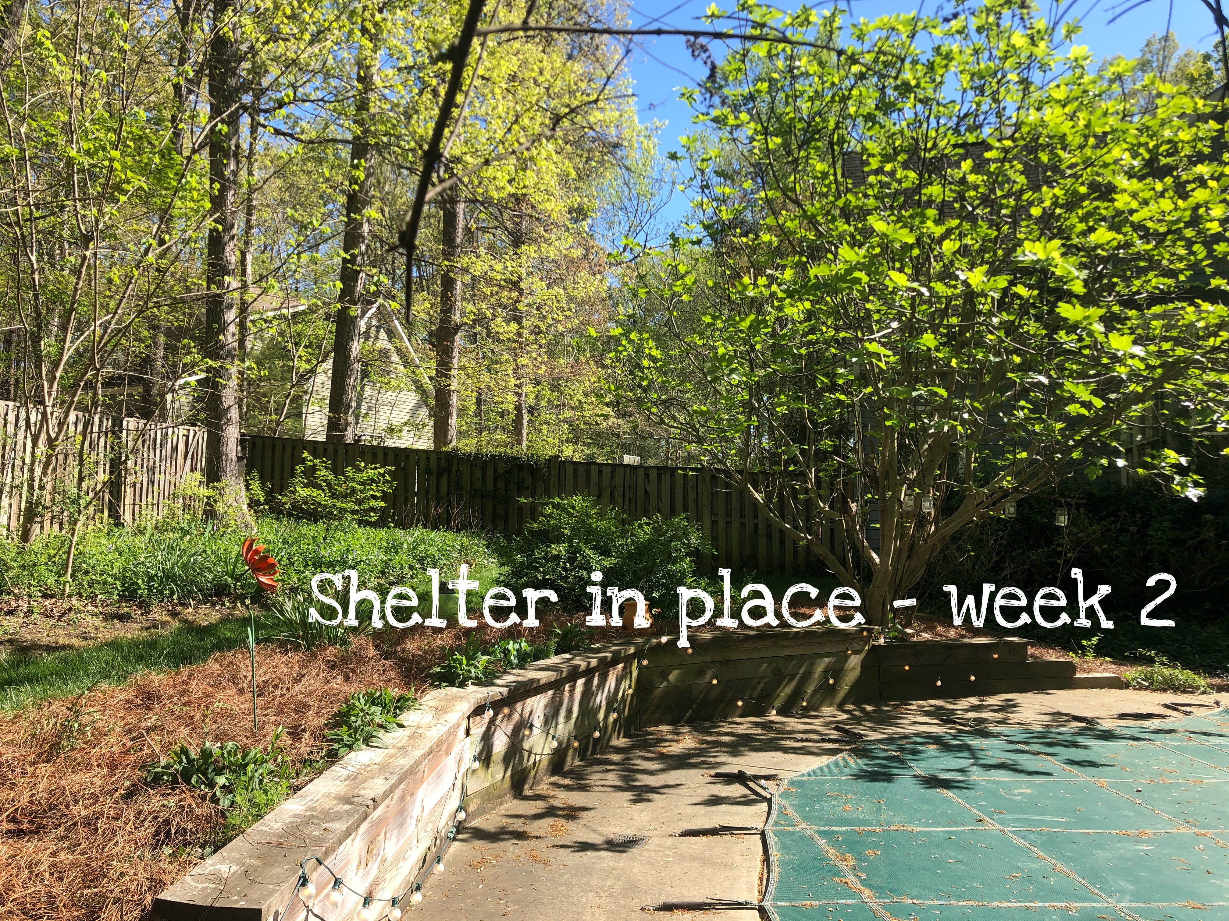 Shelter in place – week 2