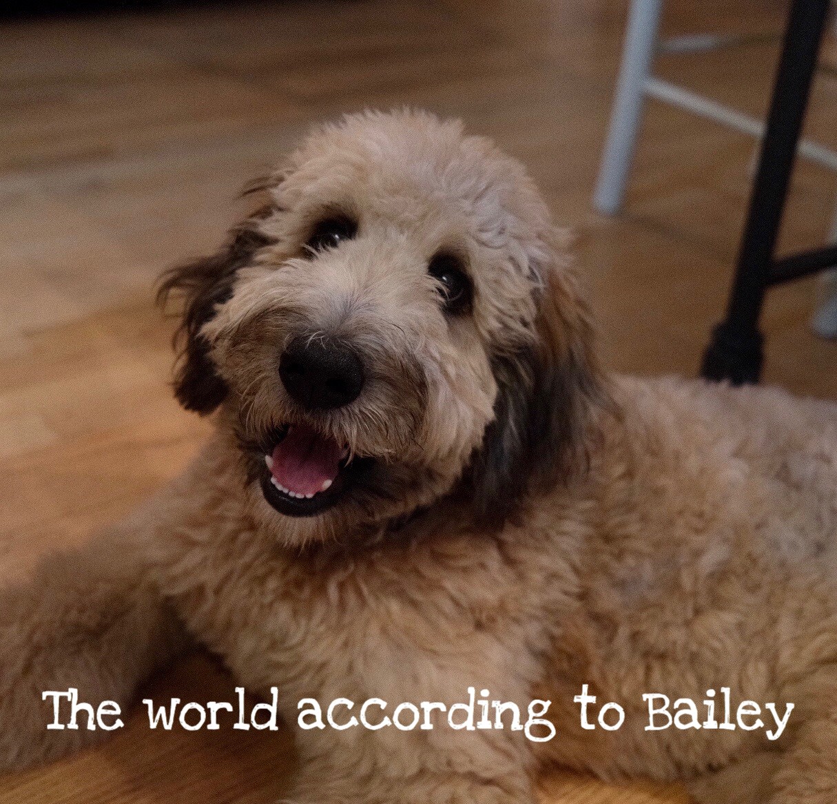 The world according to Bailey