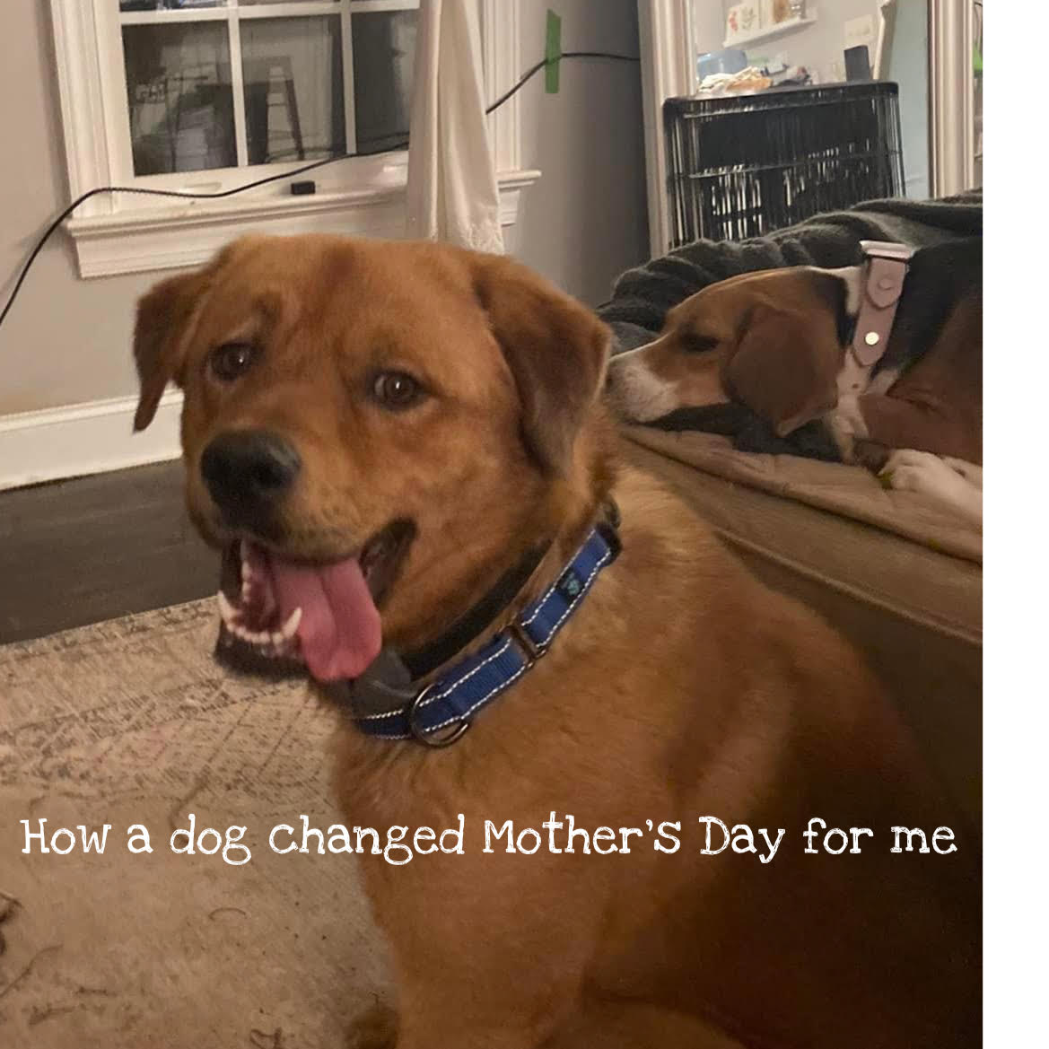 How a dog changed Mother’s Day for me